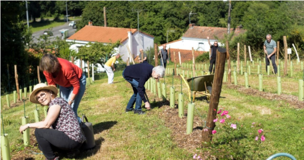 Image d'illustration pour : L'association "Des plants sur la Comète" a vu le jour et la Vigne a été plantée.